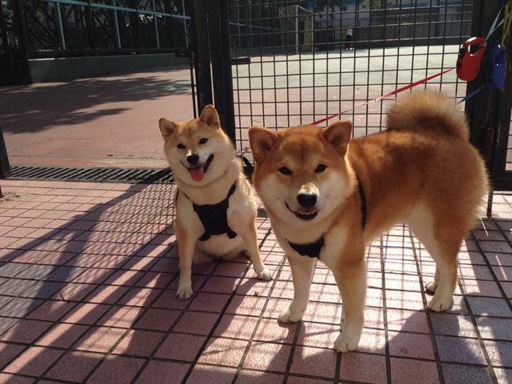 乐鱼体育下载app官网-自由搏击训练体系日趋完善，自由搏击的要领